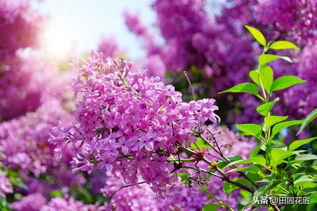 丁香花，只能地栽？简单几步，盆栽也能花开绝美，浓香四溢