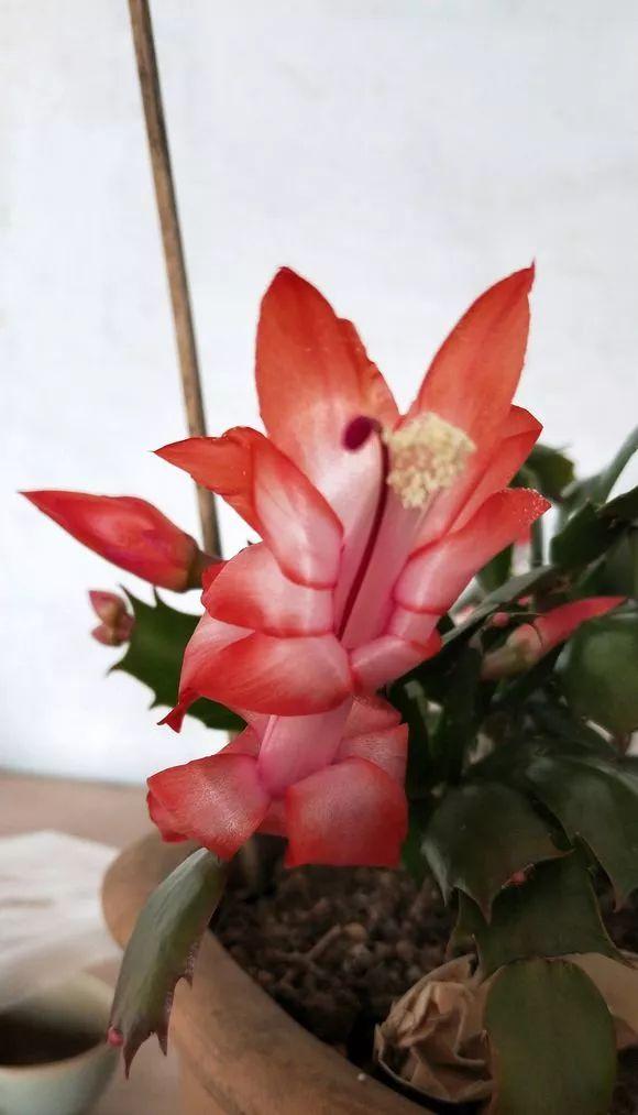 蟹爪兰总掉叶掉花苞？是这几点没做好