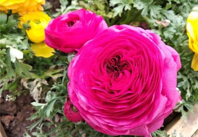 有1种花叫“芹菜花”，花朵硕大又美艳，养在家中好美丽