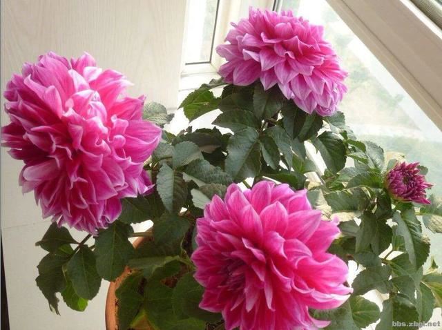 它们开花大且艳丽，赶紧入手搬回家