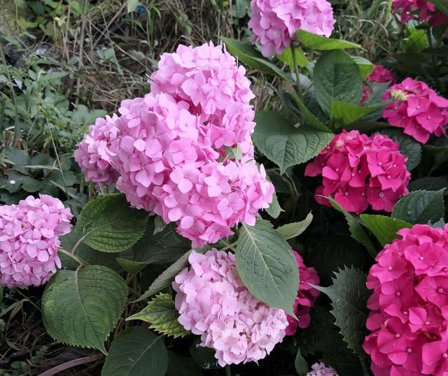 绣球花枝条太多感觉有点挤,盛花期的绣球花可以直接换盆吗? 绣球花枝条太多感觉有点挤,盛花期的绣球花可以直接换盆吗?