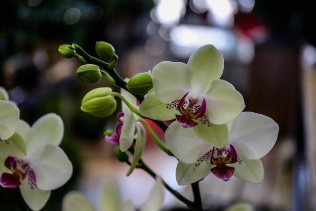 这五种耐阴花，家里光照再不好，也能枝繁叶茂、花开爆盆
