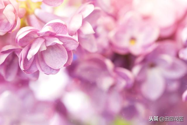 丁香花，只能地栽？简单几步，盆栽也能花开绝美，浓香四溢