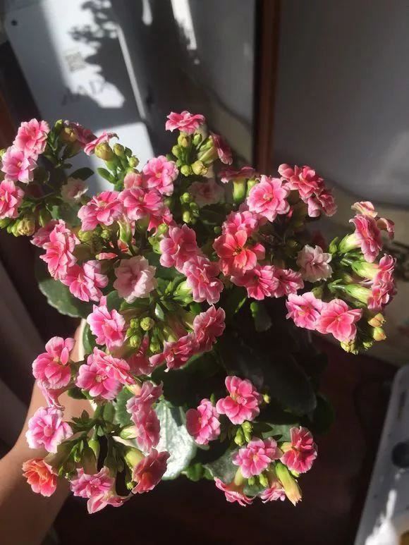 学会修剪长寿花，全年开花爆不停