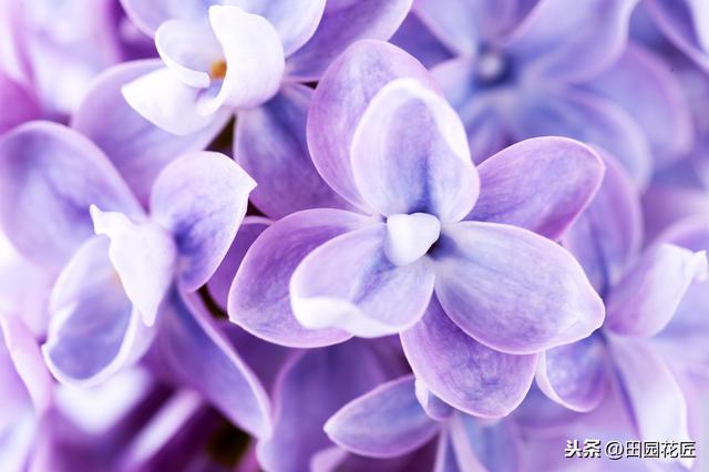 丁香花，只能地栽？简单几步，盆栽也能花开绝美，浓香四溢