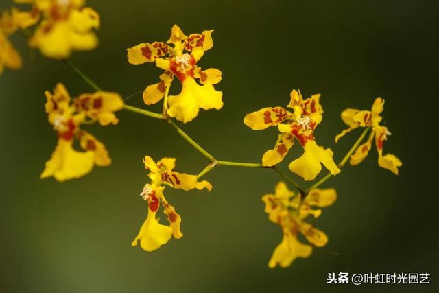 文心兰冬天怎么养？注意这几点，"吉"字花朵芳香又喜庆
