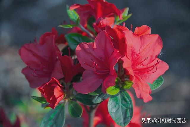 冬季杜鹃花苞不开花？了解这几点，叶茂花繁颜色艳