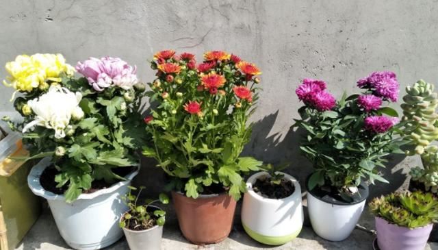 冬季想要在家观叶赏花，首选3种花卉植物，剪一剪就能花开繁茂