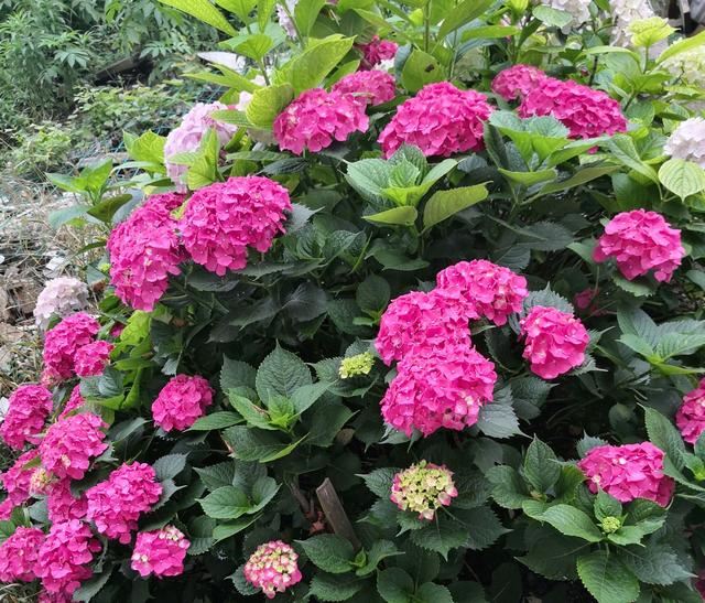 绣球花枝条太多感觉有点挤,盛花期的绣球花可以直接换盆吗? 绣球花枝条太多感觉有点挤,盛花期的绣球花可以直接换盆吗?