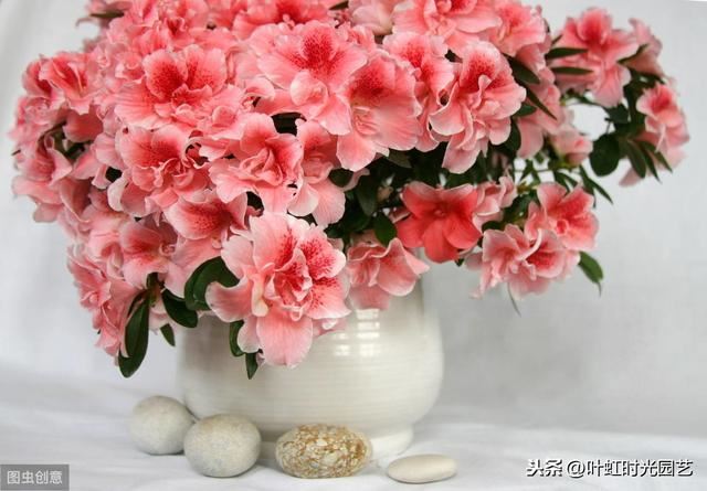 冬季杜鹃花苞不开花？了解这几点，叶茂花繁颜色艳
