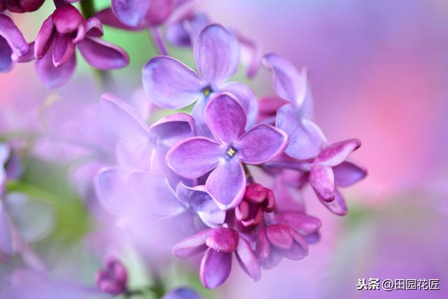 丁香花，只能地栽？简单几步，盆栽也能花开绝美，浓香四溢