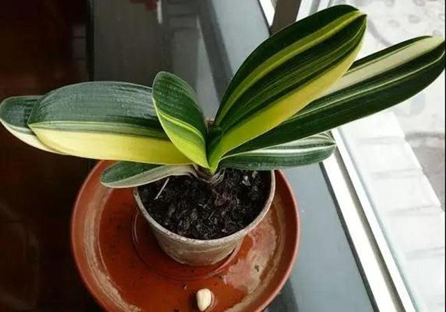 这3种花“爱吃油”，废油盆里倒一点，省花肥开花不担心