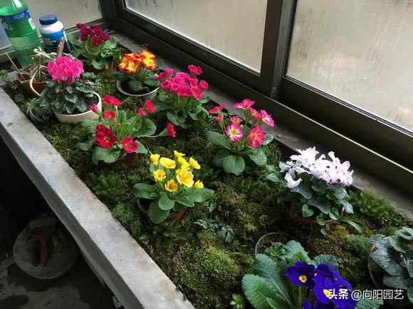阳台党必种“报春花”，开花9个月，花瓣淡雅，开出“7色”大花球