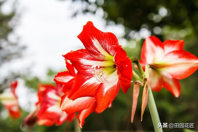 朱顶红，怎样栽种？怎样提前开花？掌握这些技术，一年花开两次