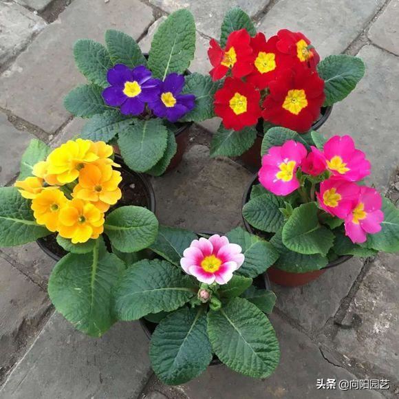 阳台党必种“报春花”，开花9个月，花瓣淡雅，开出“7色”大花球