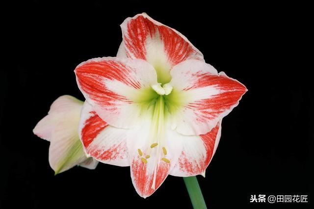 朱顶红，怎样栽种？怎样提前开花？掌握这些技术，一年花开两次