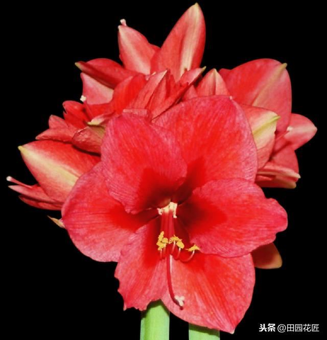 朱顶红，怎样栽种？怎样提前开花？掌握这些技术，一年花开两次