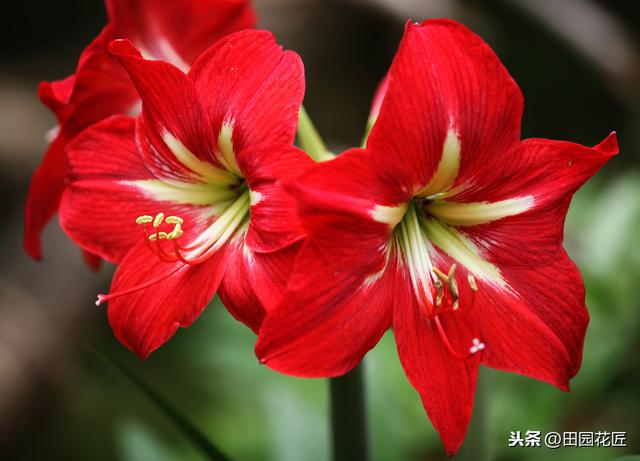 朱顶红，怎样栽种？怎样提前开花？掌握这些技术，一年花开两次