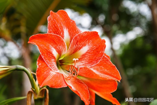 朱顶红，怎样栽种？怎样提前开花？掌握这些技术，一年花开两次