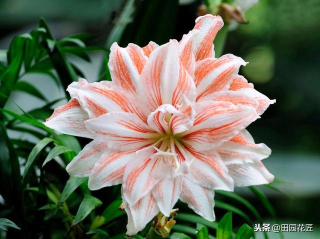 朱顶红，怎样栽种？怎样提前开花？掌握这些技术，一年花开两次