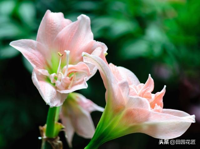 朱顶红，怎样栽种？怎样提前开花？掌握这些技术，一年花开两次
