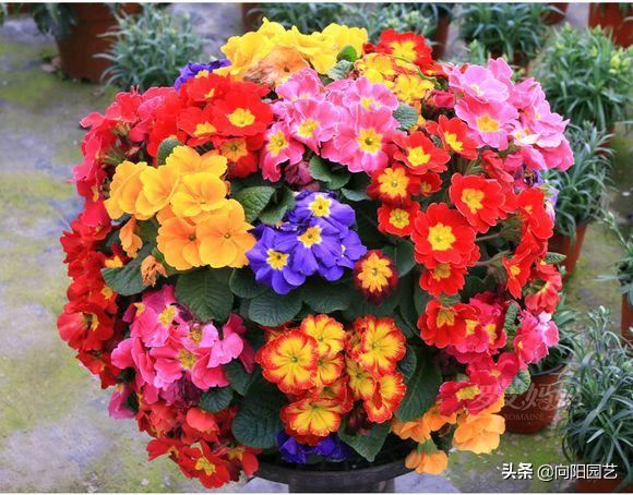 阳台党必种“报春花”，开花9个月，花瓣淡雅，开出“7色”大花球