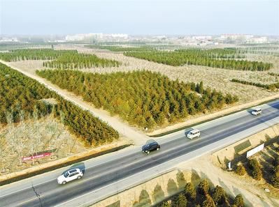 “千年秀林”已累计造林31万亩