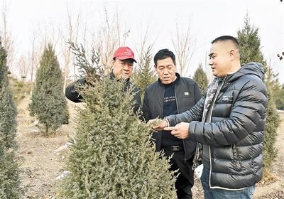“千年秀林”越长越壮了