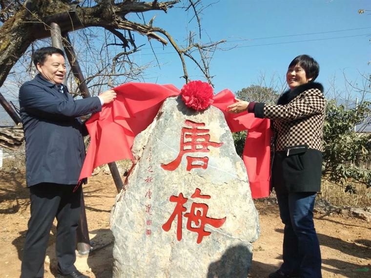 千年丝路春光好 五朝古梅迎宾来 中国梅花精神论坛在云南永平成功举办