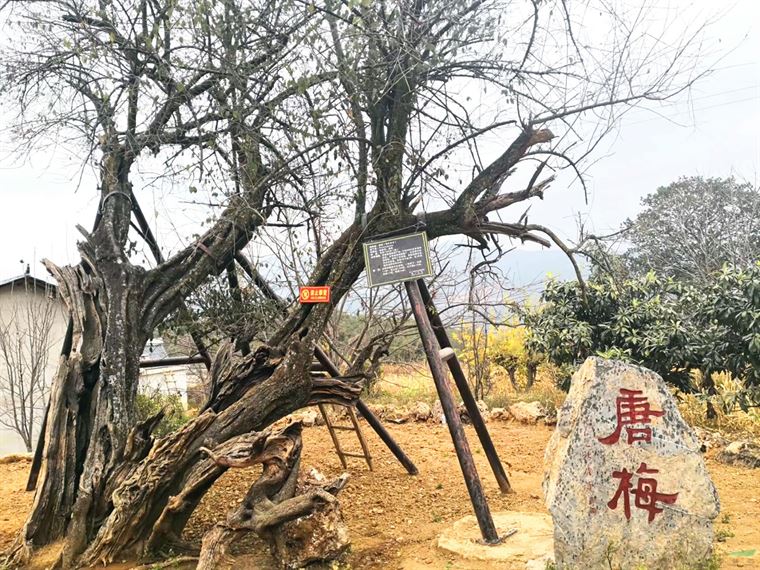 千年丝路春光好 五朝古梅迎宾来 中国梅花精神论坛在云南永平成功举办
