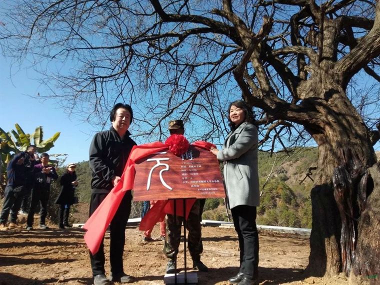 千年丝路春光好 五朝古梅迎宾来 中国梅花精神论坛在云南永平成功举办