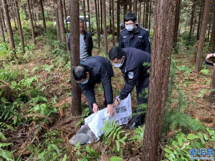 江西多地森林公安迅速打击疫期非法收售野生动物