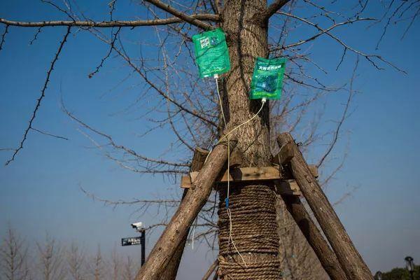 城市园林景观绿化-偏爱这4类树木品种