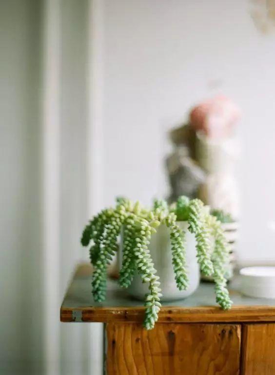十种· 有趣的垂吊植物吧