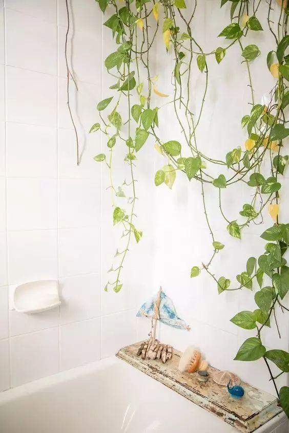 十种· 有趣的垂吊植物吧