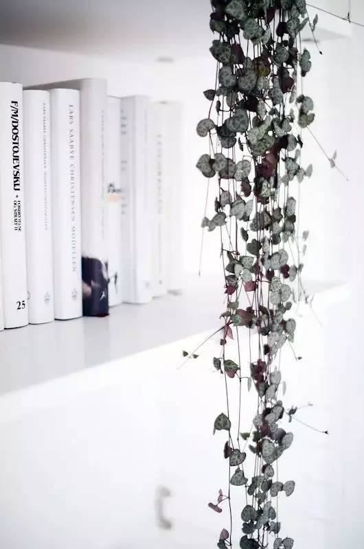 十种· 有趣的垂吊植物吧