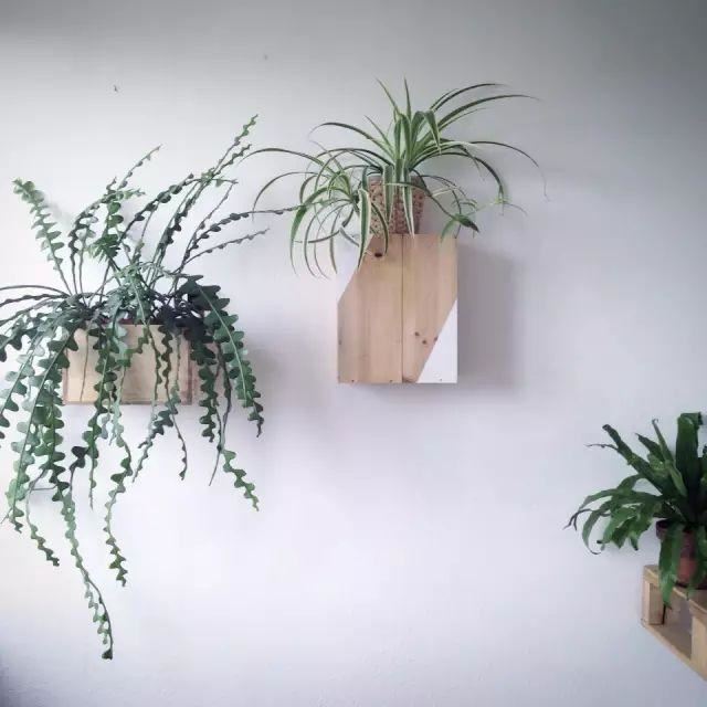 十种· 有趣的垂吊植物吧