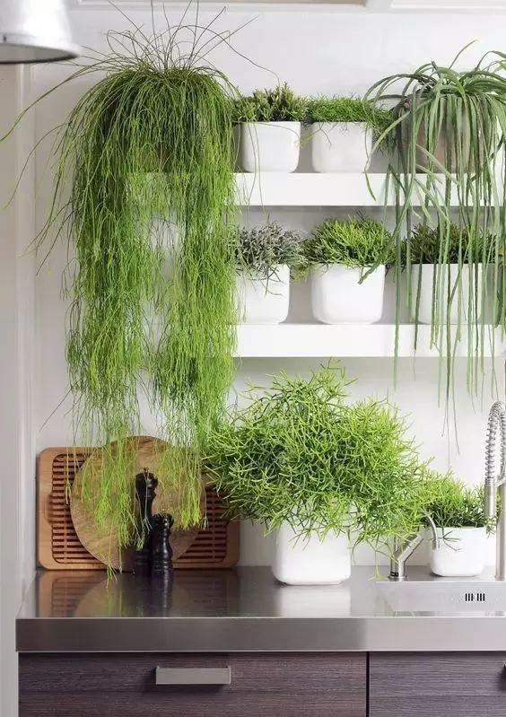 十种· 有趣的垂吊植物吧