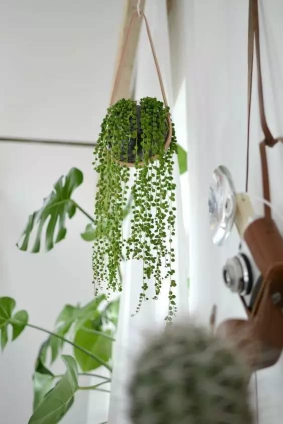 十种· 有趣的垂吊植物吧