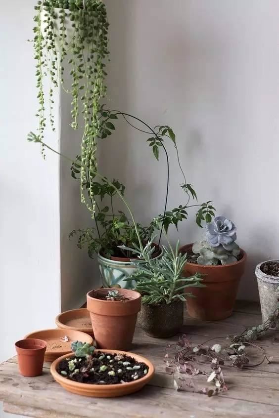 十种· 有趣的垂吊植物吧