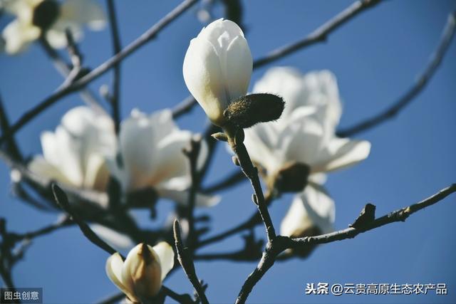 细说云南特色花卉