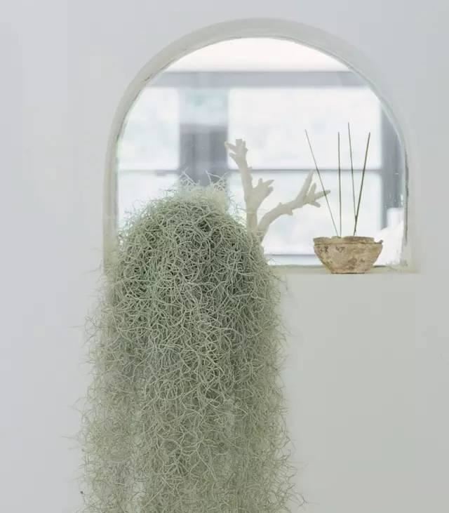 十种· 有趣的垂吊植物吧