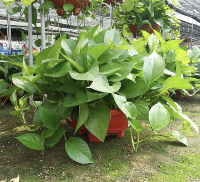 想在冬天绿化“客厅”，就养3种“爬藤植物”，叶片常年浓绿