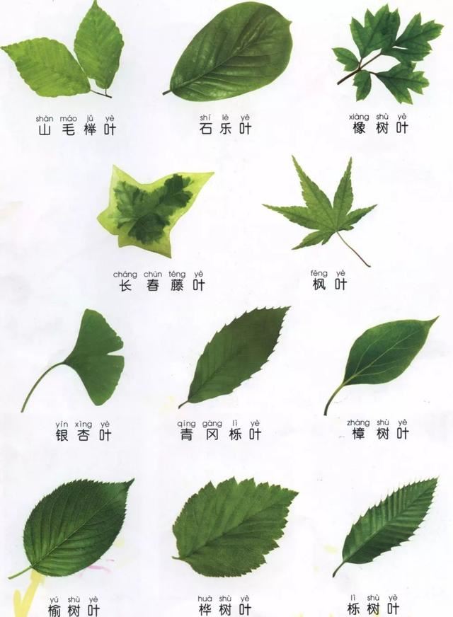 景观植物识别法，超级简单明了，一看就会