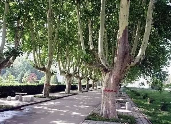 景观植物识别法，超级简单明了，一看就会