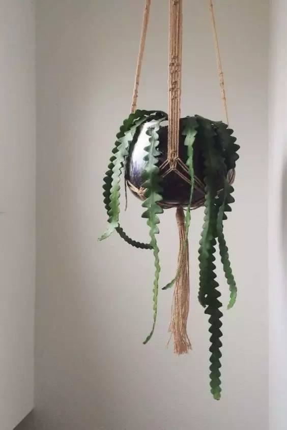 十种· 有趣的垂吊植物吧
