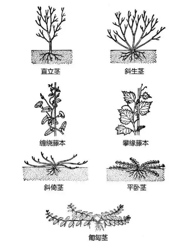 景观植物识别法，超级简单明了，一看就会