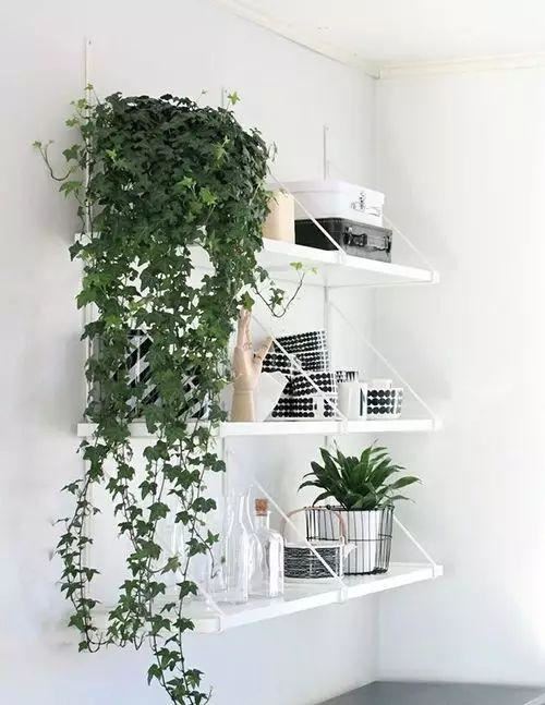 十种· 有趣的垂吊植物吧