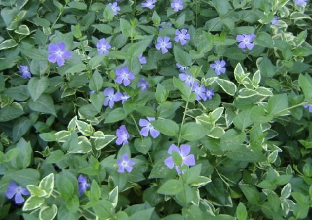 想在冬天绿化“客厅”，就养3种“爬藤植物”，叶片常年浓绿