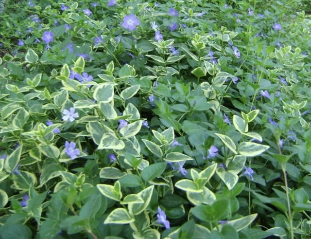 想在冬天绿化“客厅”，就养3种“爬藤植物”，叶片常年浓绿